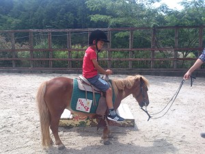 poni-