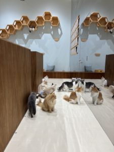 猫カフェ