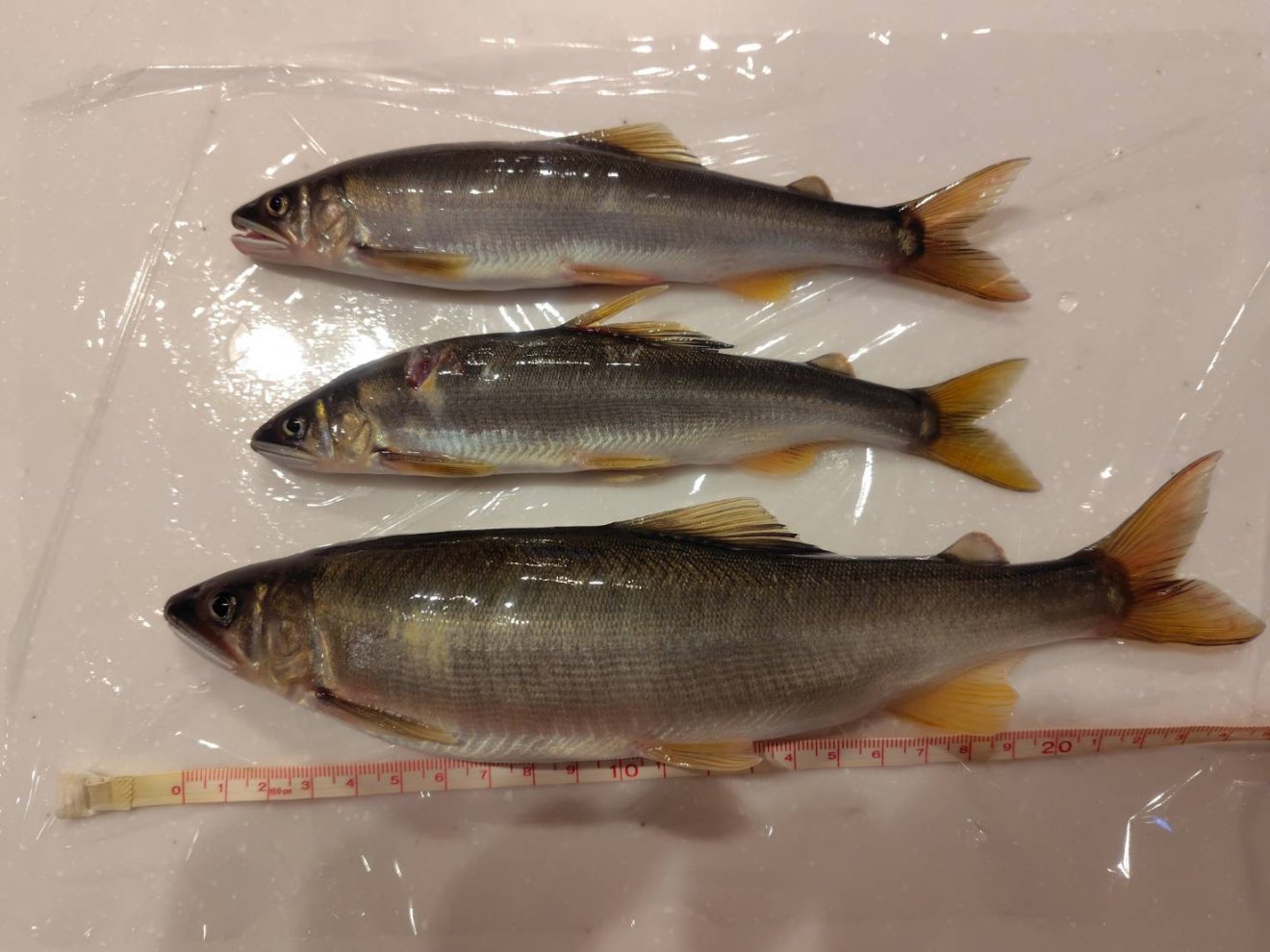 今シーズンの釣果