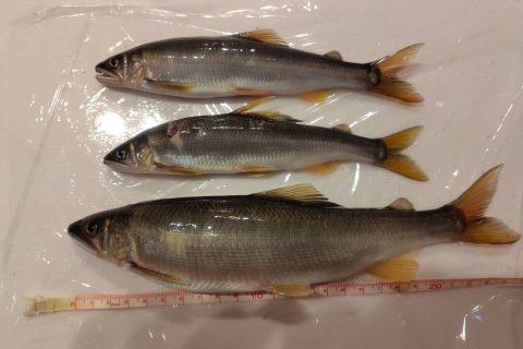 今シーズンの釣果