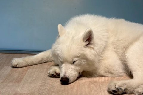 サモエド🐾