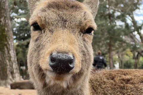奈良公園の鹿