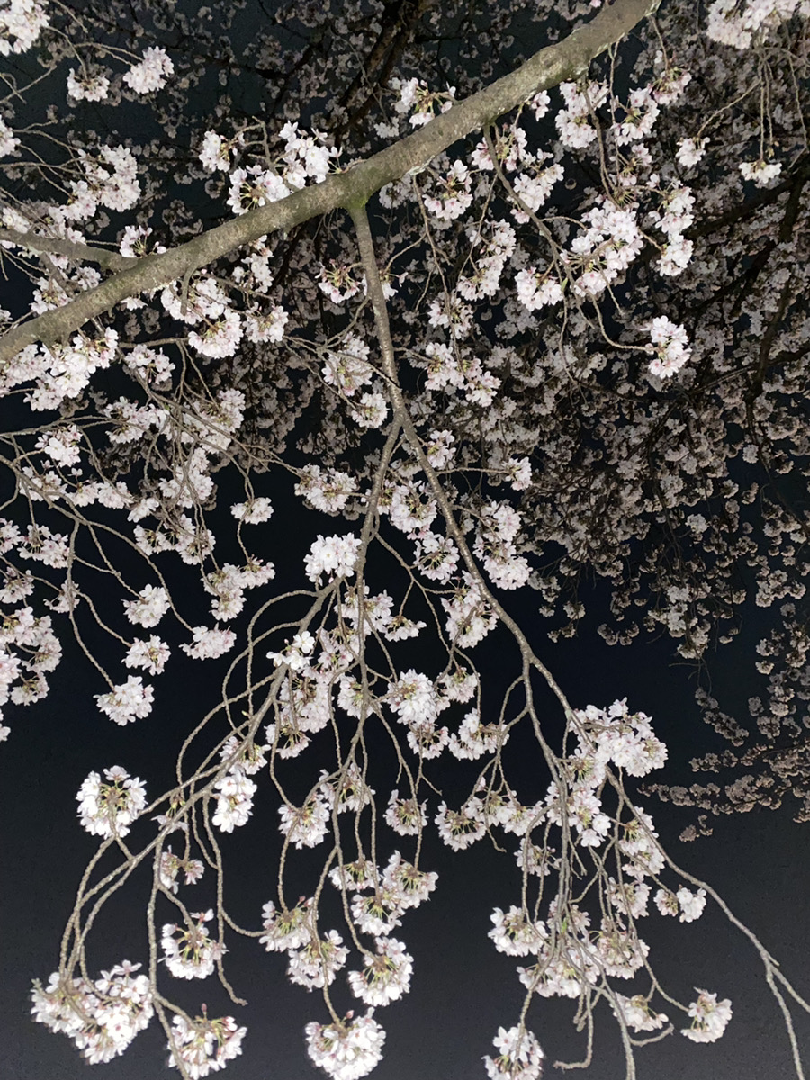 夜桜