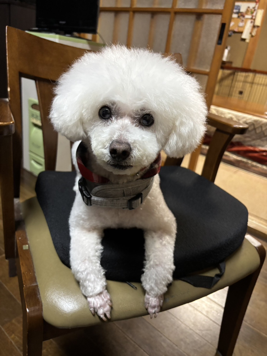 愛犬がイメチェンしました🐾