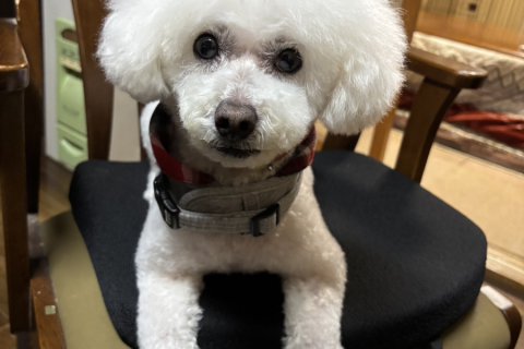 愛犬がイメチェンしました🐾