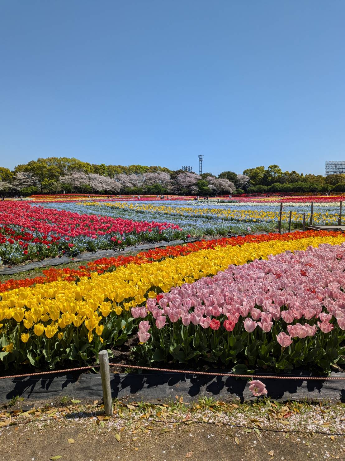 数年ぶりに