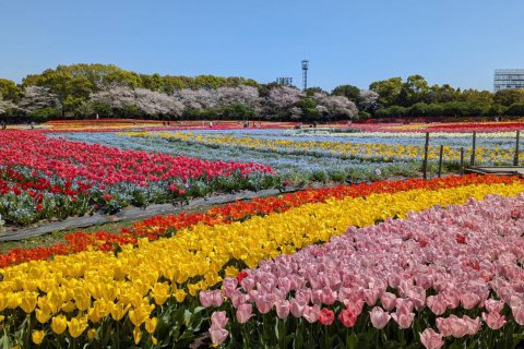 数年ぶりに