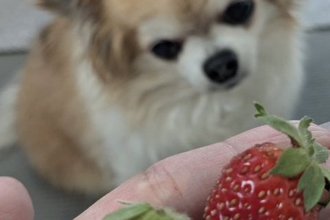 いちご