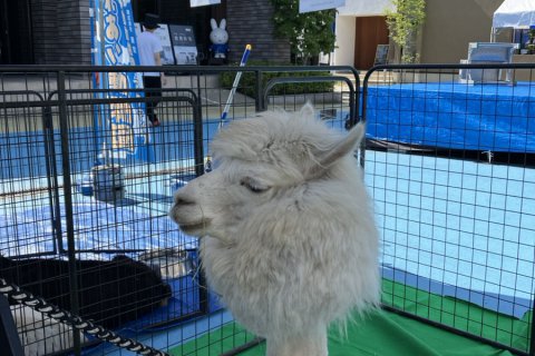 アルパカ発見！？