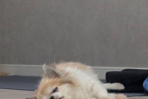 酷暑日