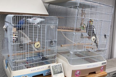 続・うちのとり