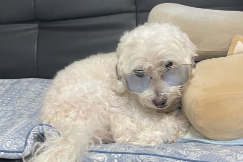 グリとグラ