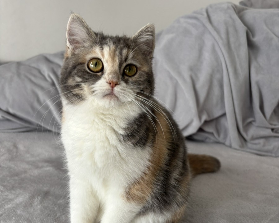 無事1歳になりました🐈