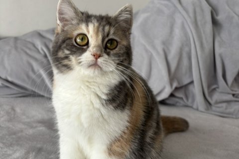 無事1歳になりました🐈